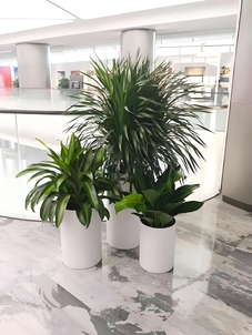 宁波植物租赁方案