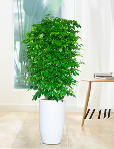 探秘宁波江北植物出租，价格详情大揭秘！