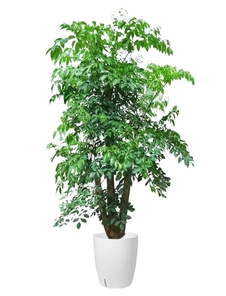 宁波镇海绿化修剪